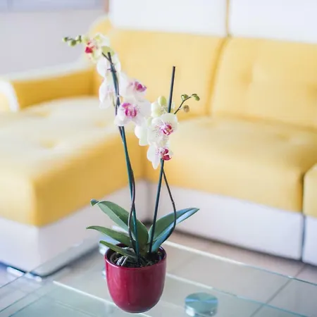 La Casetta Dei Fiori Vi3078 *