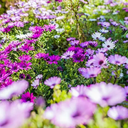 La Casetta Dei Fiori Vi3078 *