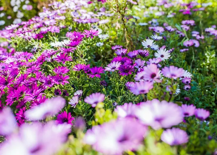 La Casetta Dei Fiori Vi3078 *