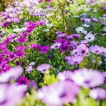 La Casetta Dei Fiori Vi3078 *